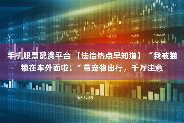 手机股票配资平台 【法治热点早知道】 “我被猫锁在车外面啦！”带宠物出行，千万注意